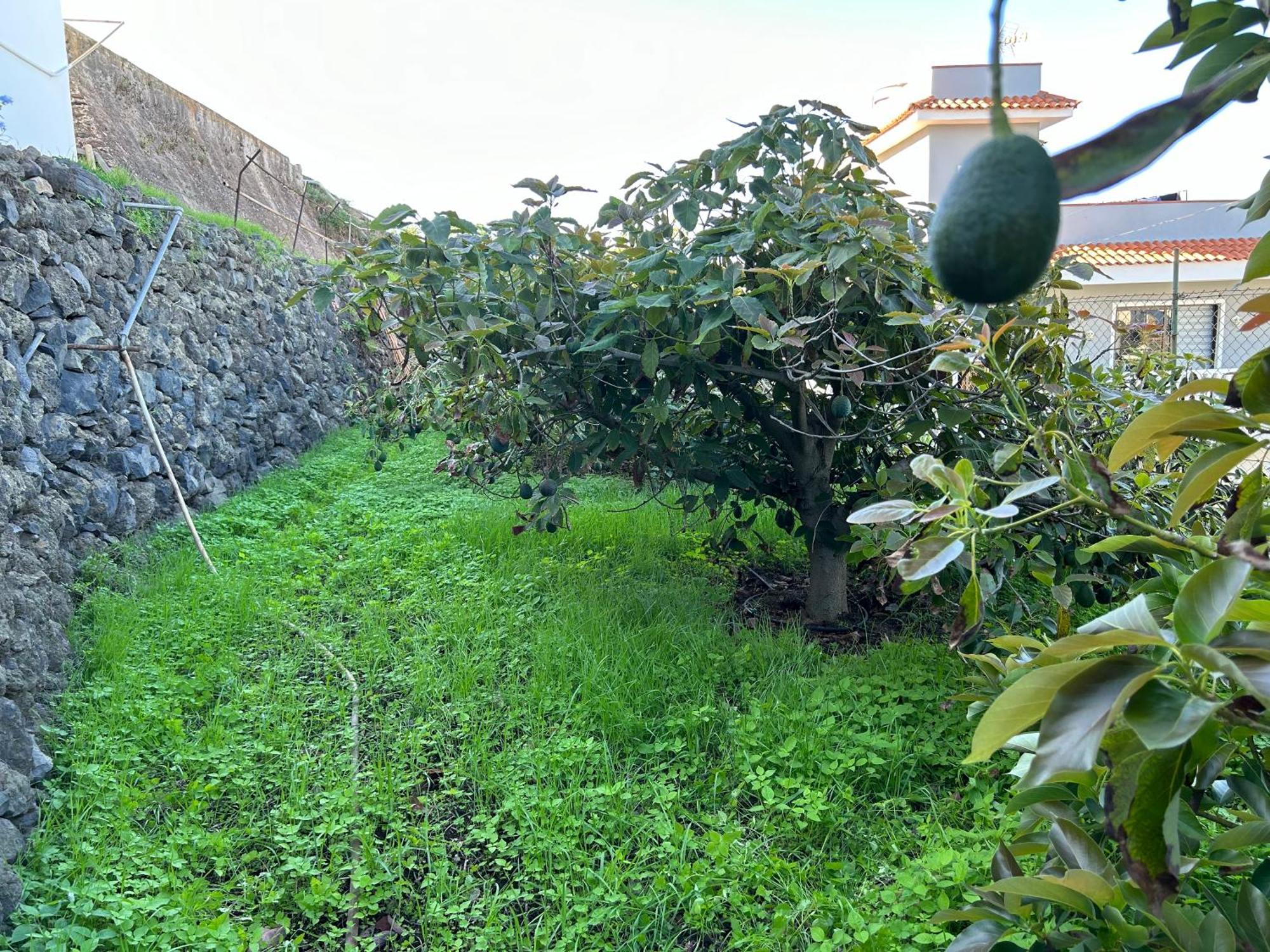 דירות גרצ'יקו Casa La Oliva מראה חיצוני תמונה