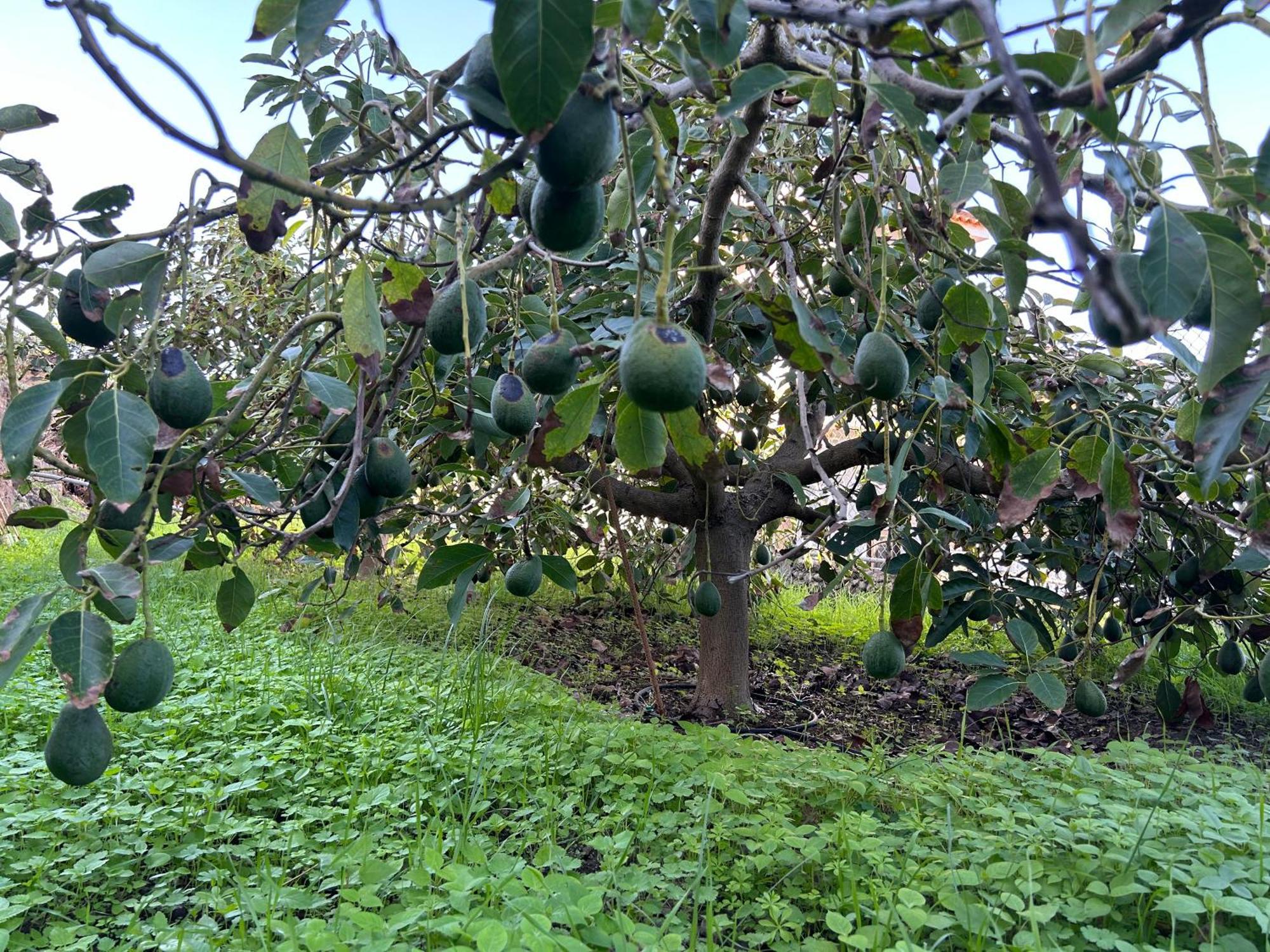 דירות גרצ'יקו Casa La Oliva מראה חיצוני תמונה